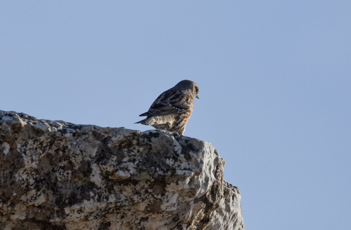 Sordone - ML644458095