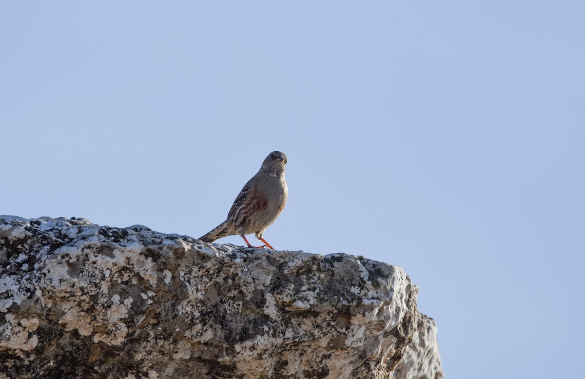 Sordone - ML644458097