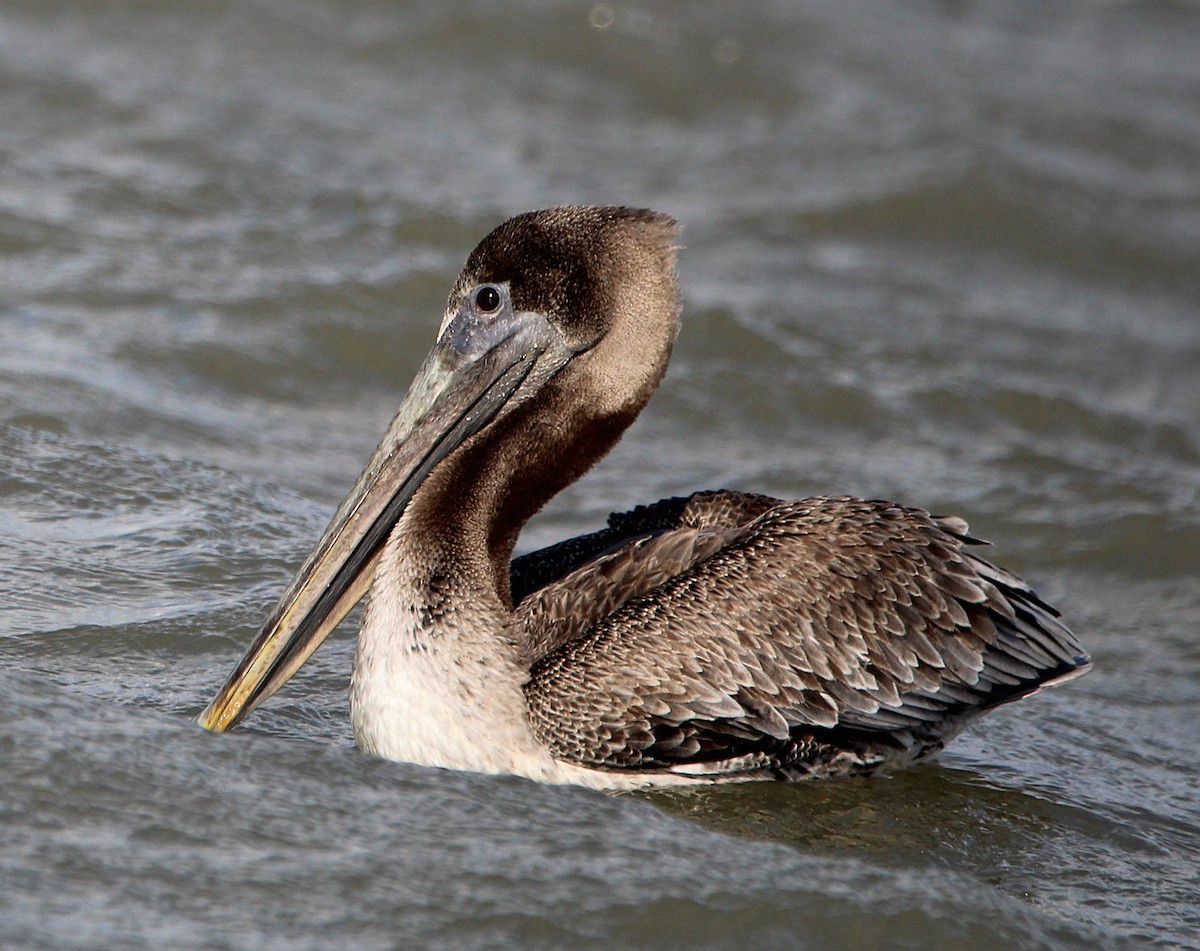 Brown Pelican - ML644458134