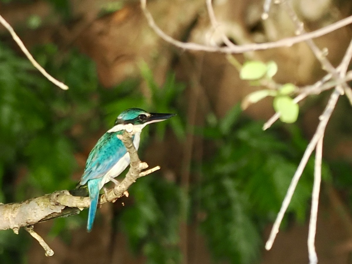 Collared Kingfisher (Collared) - ML644458135