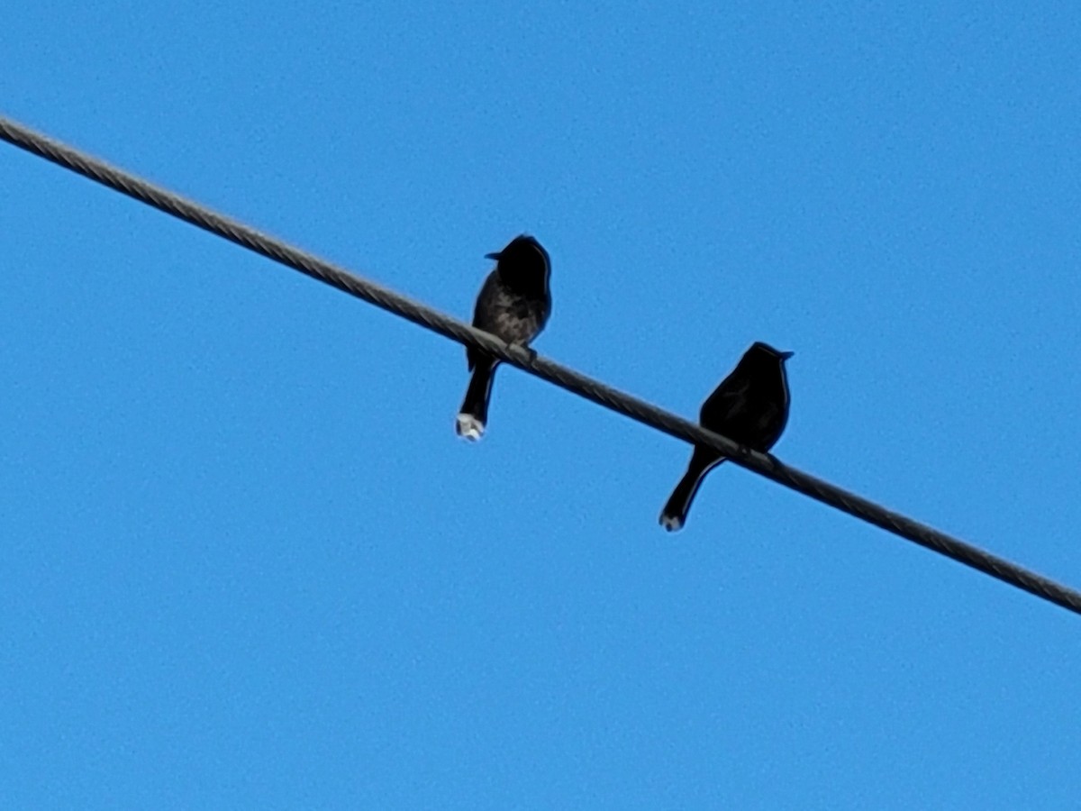 Red-vented Bulbul - ML644458142