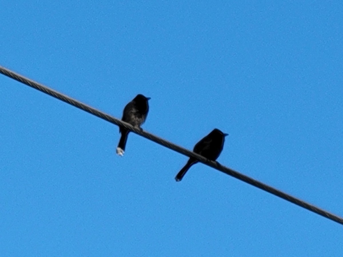 Red-vented Bulbul - ML644458143