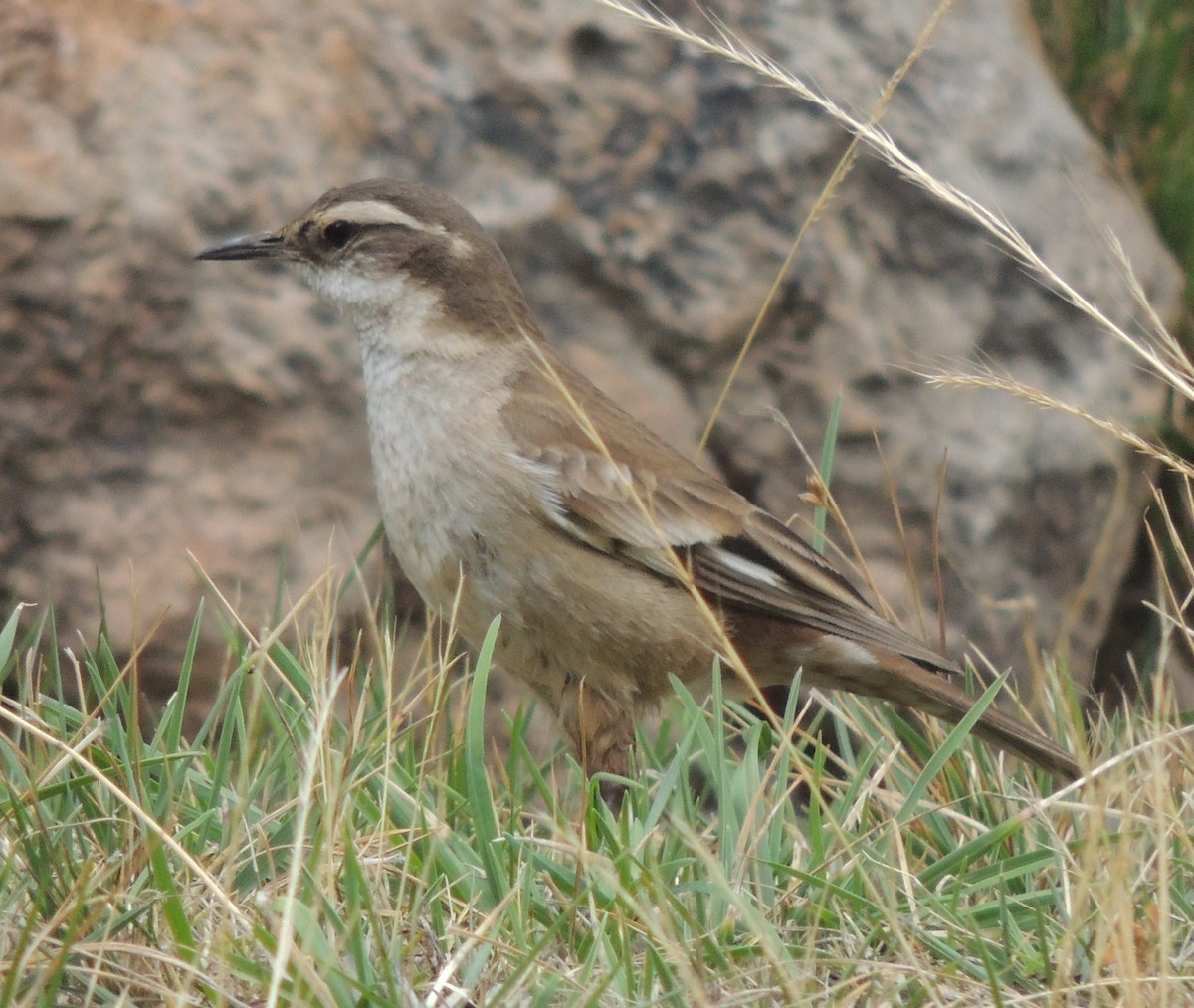White-winged Cinclodes - ML644458154