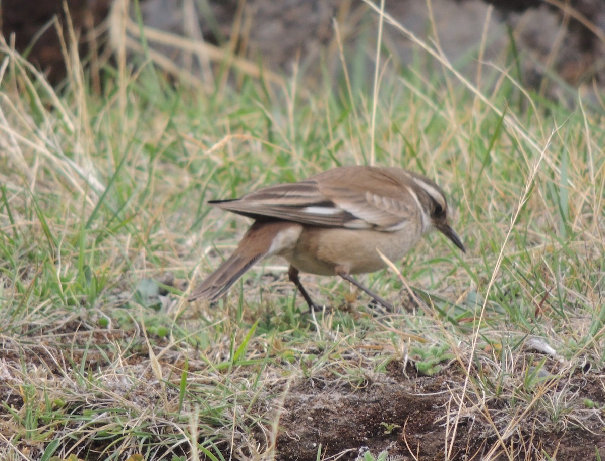 White-winged Cinclodes - ML644458155