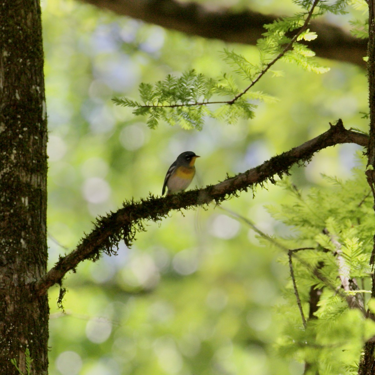 Northern Parula - ML644458161