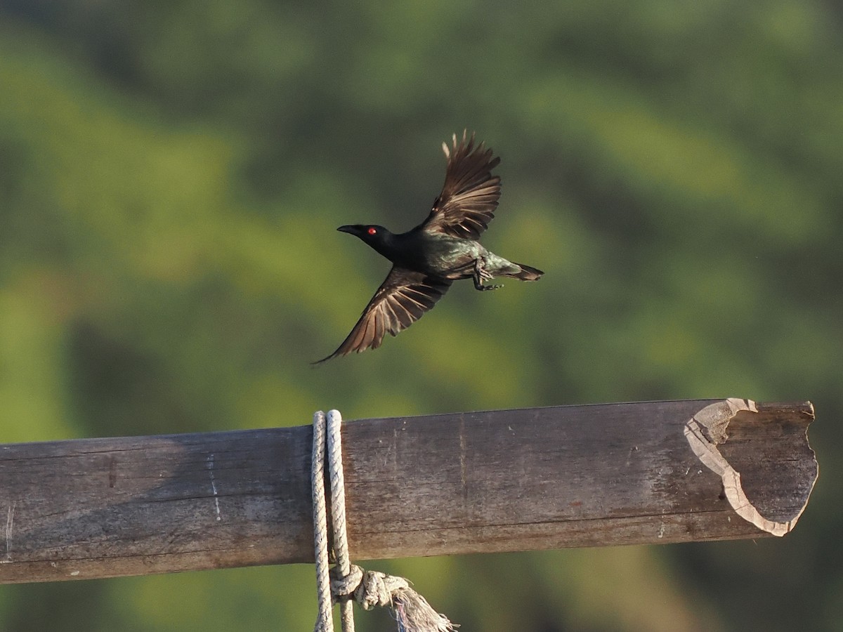 Asian Glossy Starling - ML644458180