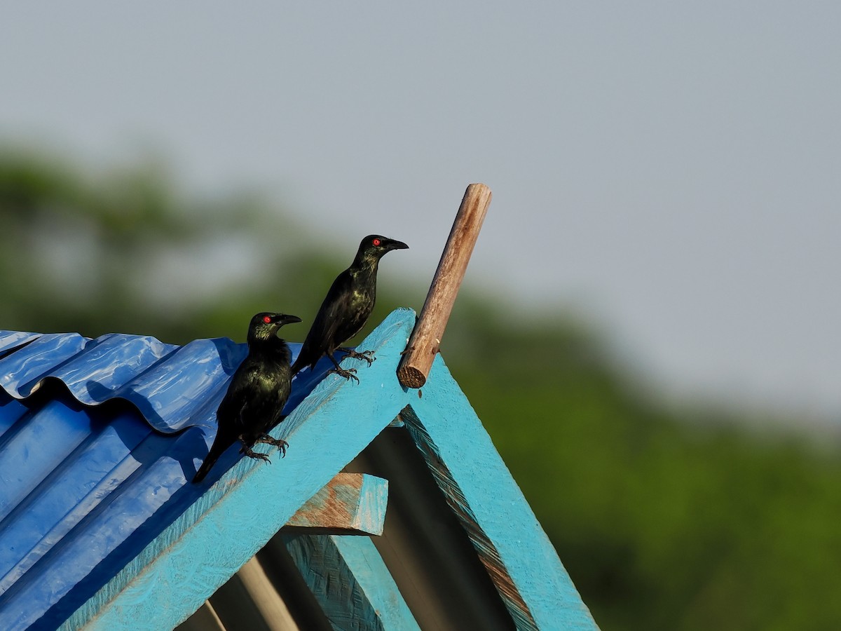 Asian Glossy Starling - ML644458181