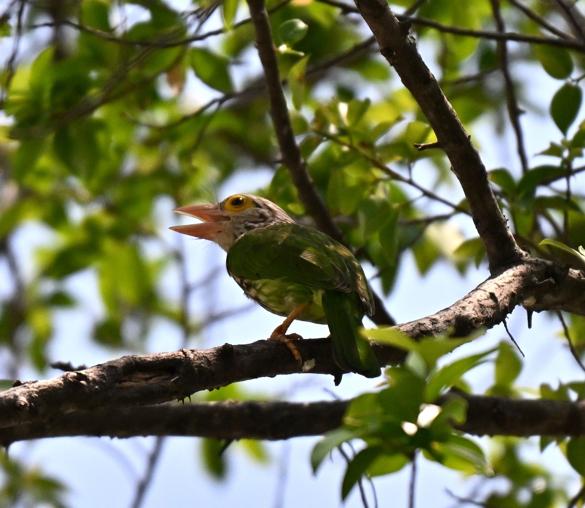 Lineated Barbet - ML644458186
