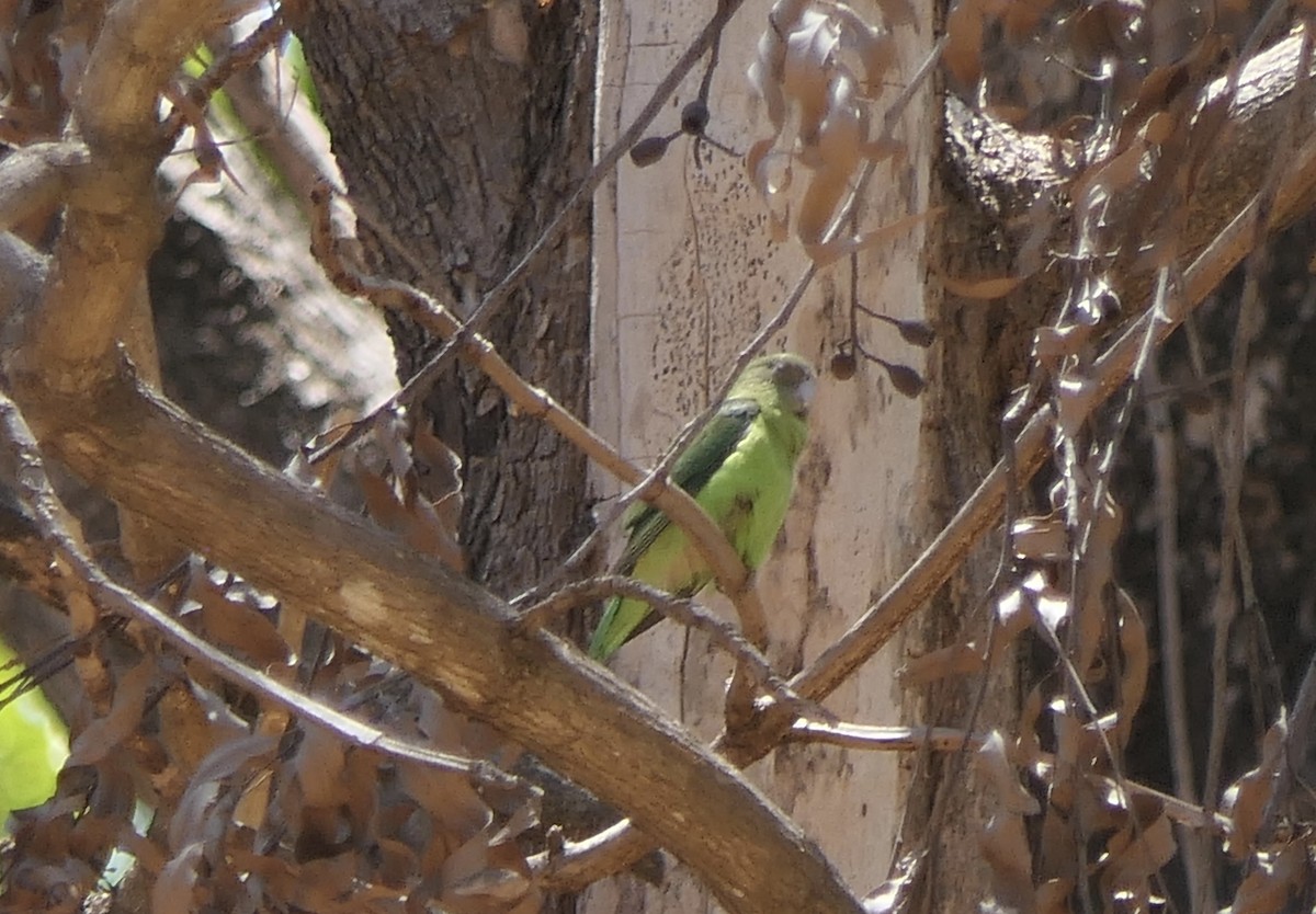 Grauköpfchen - ML644458202