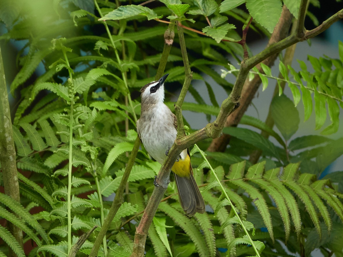 Yellow-vented Bulbul - ML644458203