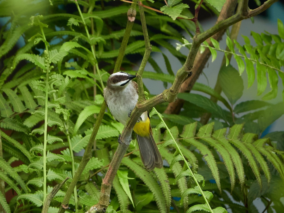 Yellow-vented Bulbul - ML644458204