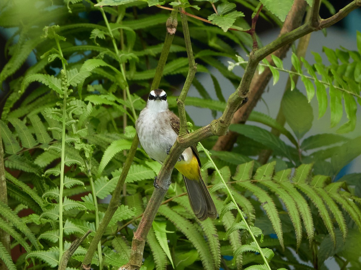 Yellow-vented Bulbul - ML644458205