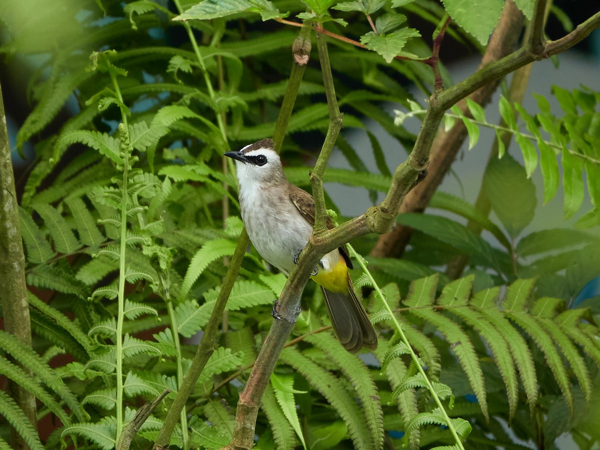 Yellow-vented Bulbul - ML644458206