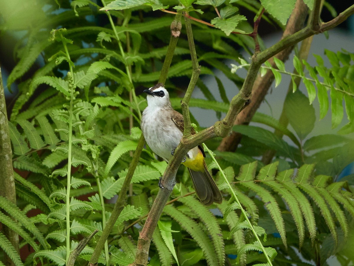 Yellow-vented Bulbul - ML644458207