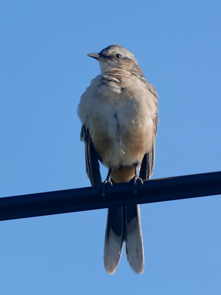 Chalk-browed Mockingbird - ML644458210