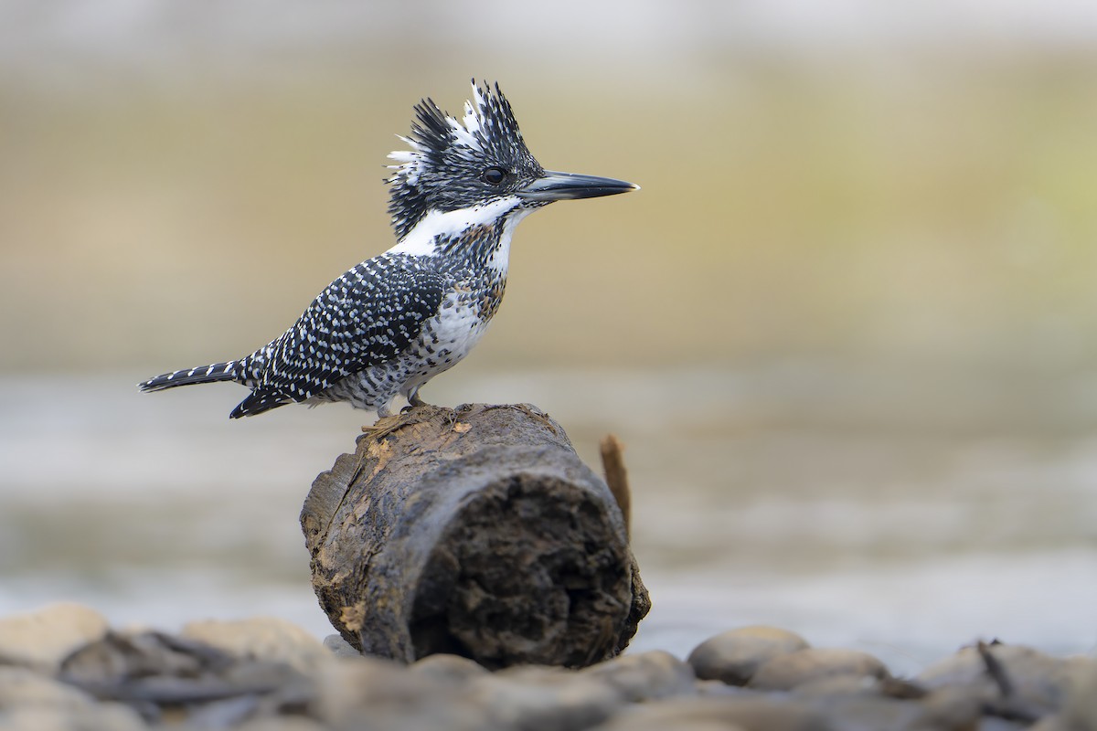 Crested Kingfisher - ML644458224
