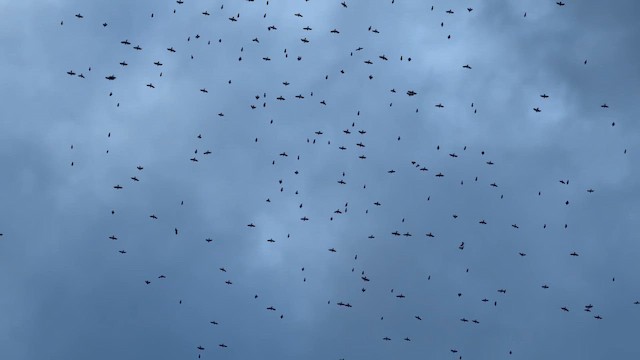 glanstrupial - ML644458232