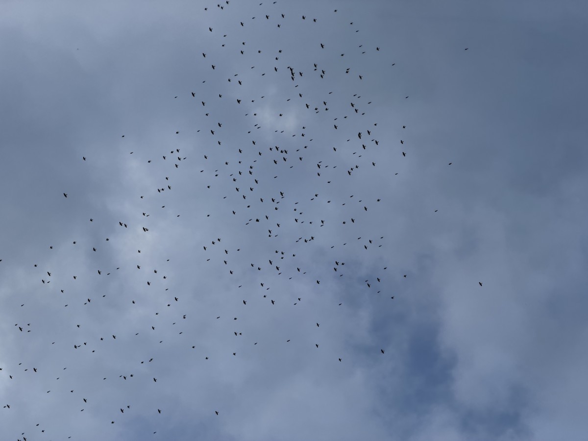 オオクロムクドリモドキ - ML644458233