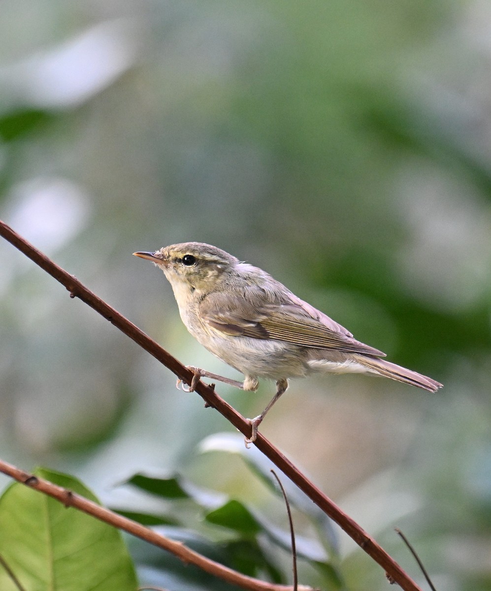 Pouillot du Caucase - ML644458238