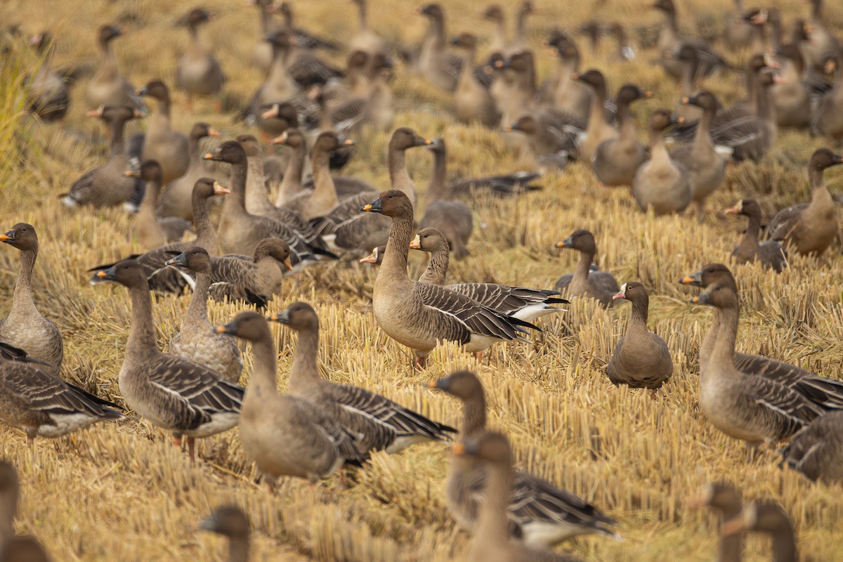 Гуска мала - ML644458247