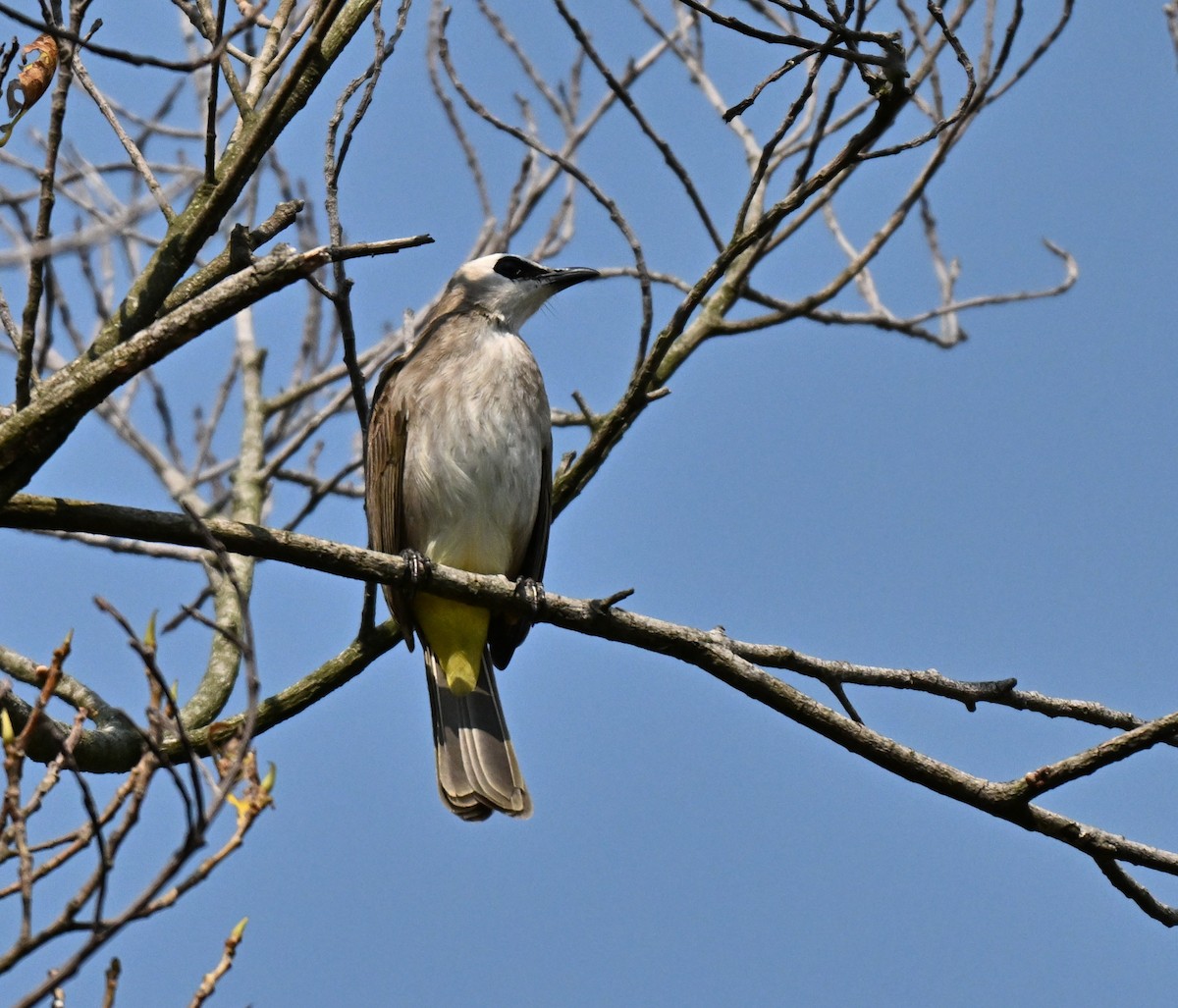 Yellow-vented Bulbul - ML644458250