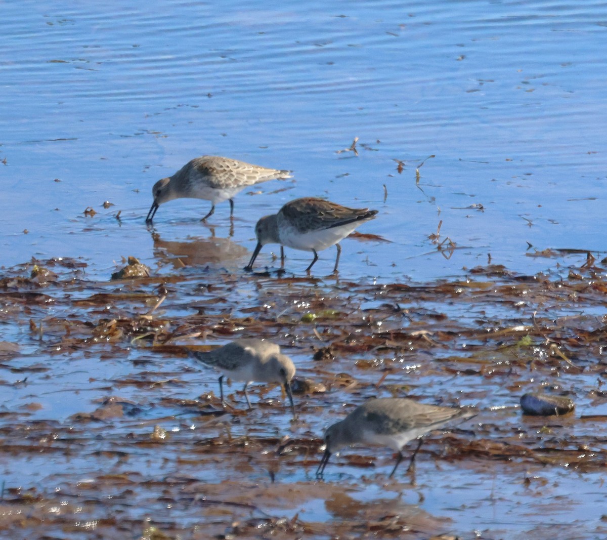 jespák obecný - ML644458262