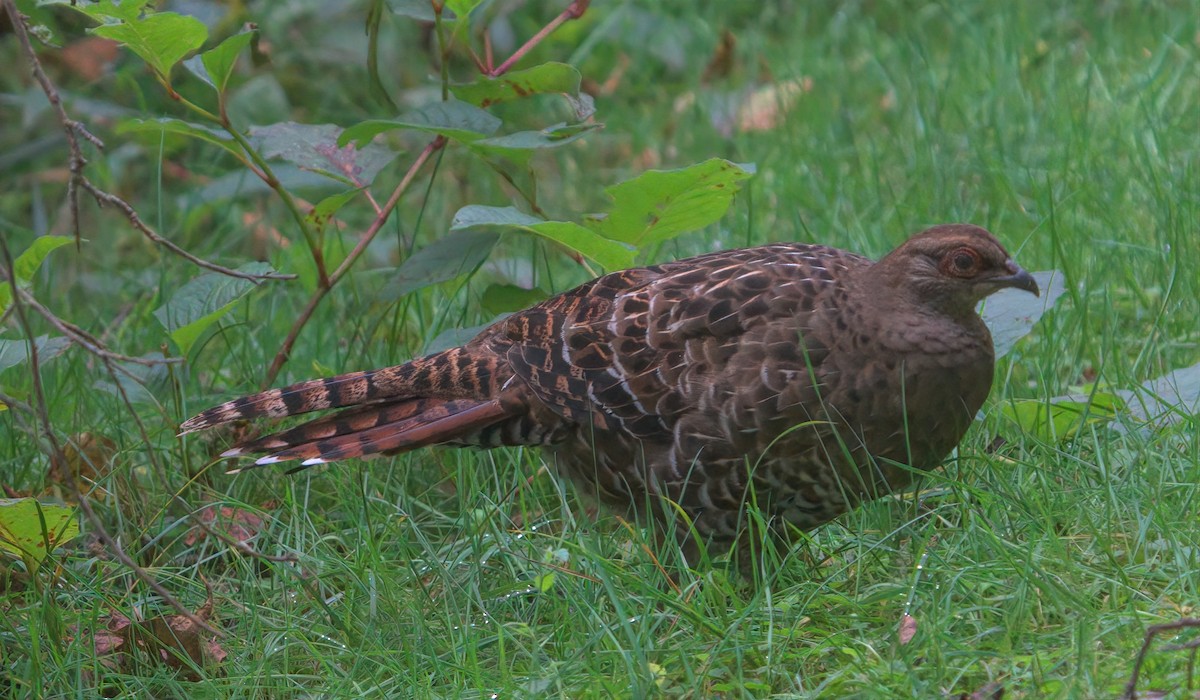 ミカドキジ - ML644458272