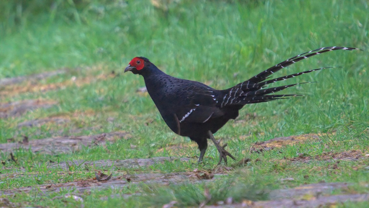 ミカドキジ - ML644458273