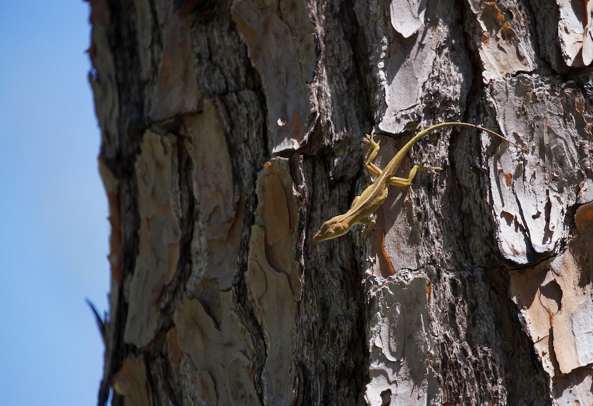 Animals - ML644458320