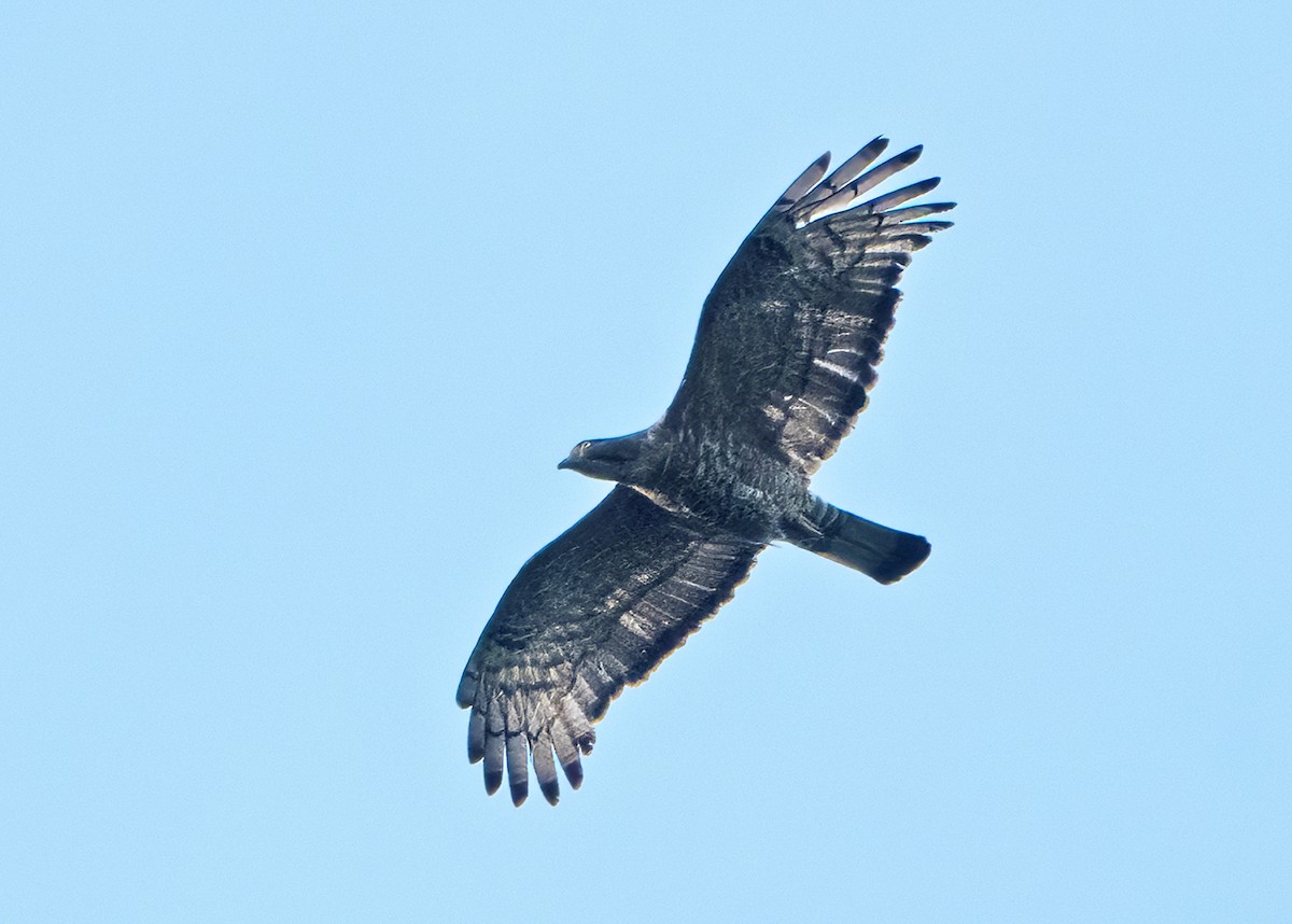 Wallace's Hawk-Eagle - ML644458321