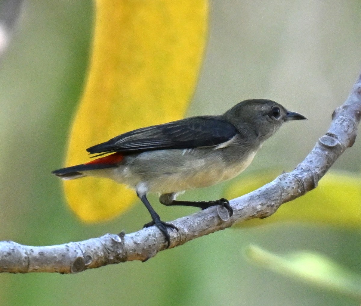 Scarlet-backed Flowerpecker - ML644458333