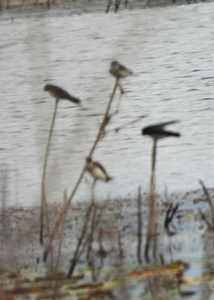 Bank Swallow - ML644458339