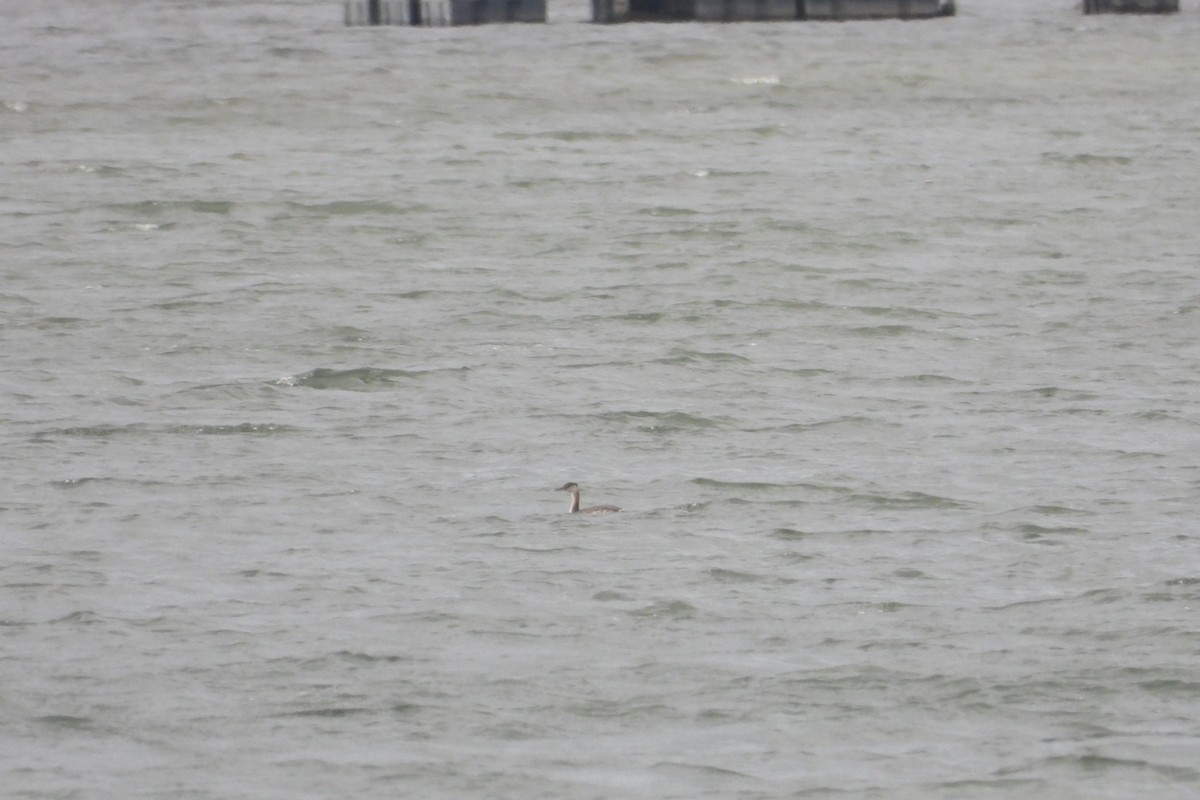 Somormujo Cuellirrojo - ML644458352