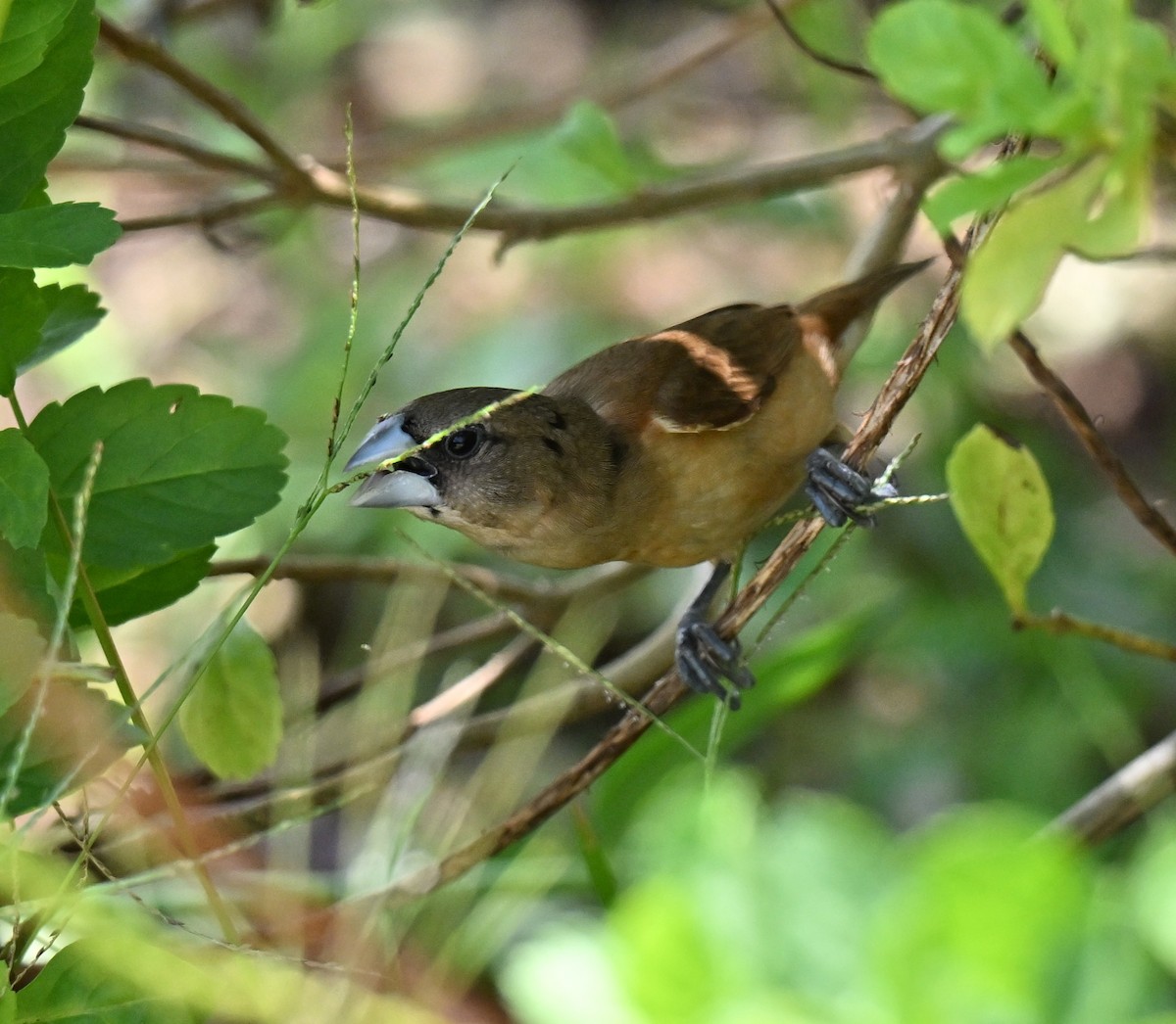 Chestnut Munia - ML644458358