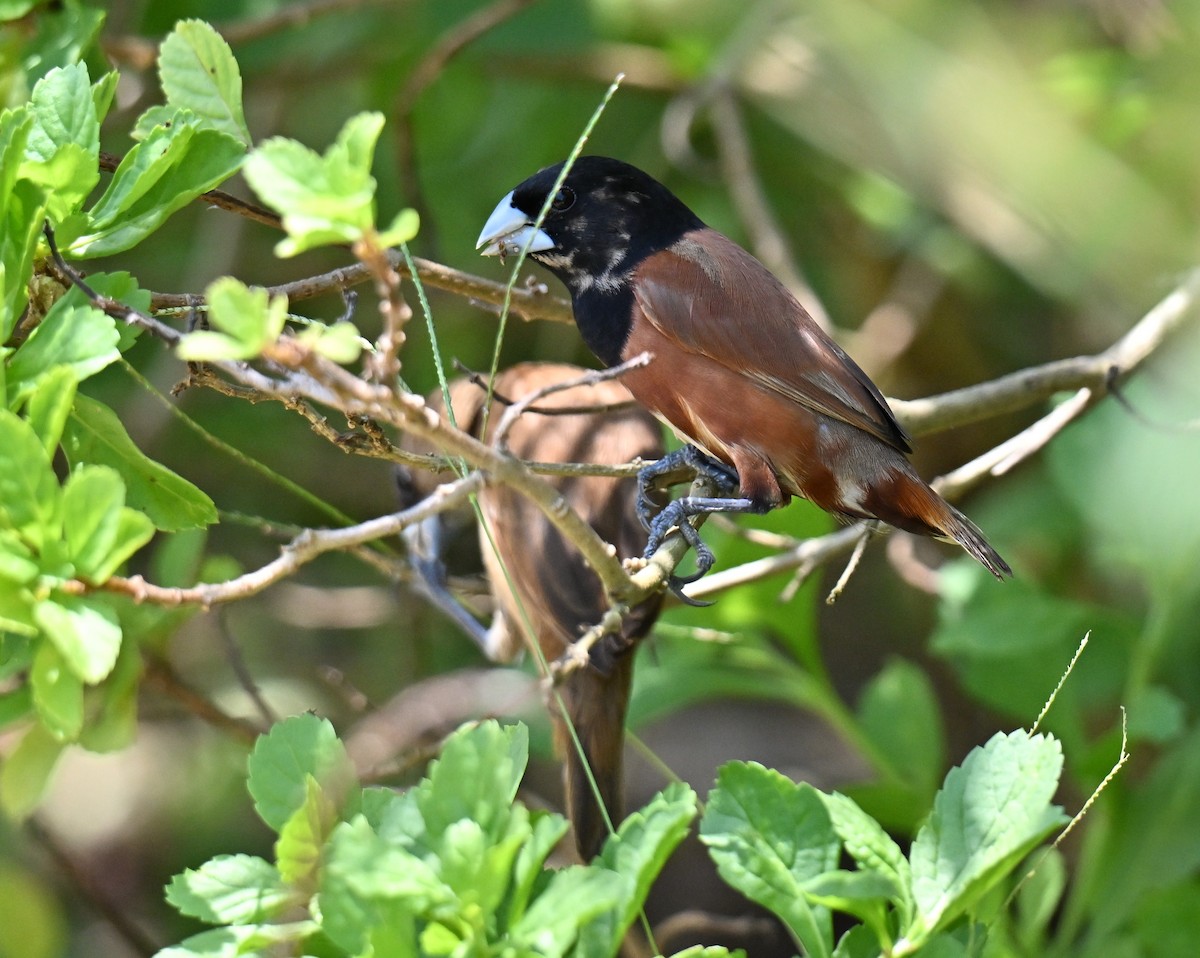 Chestnut Munia - ML644458359