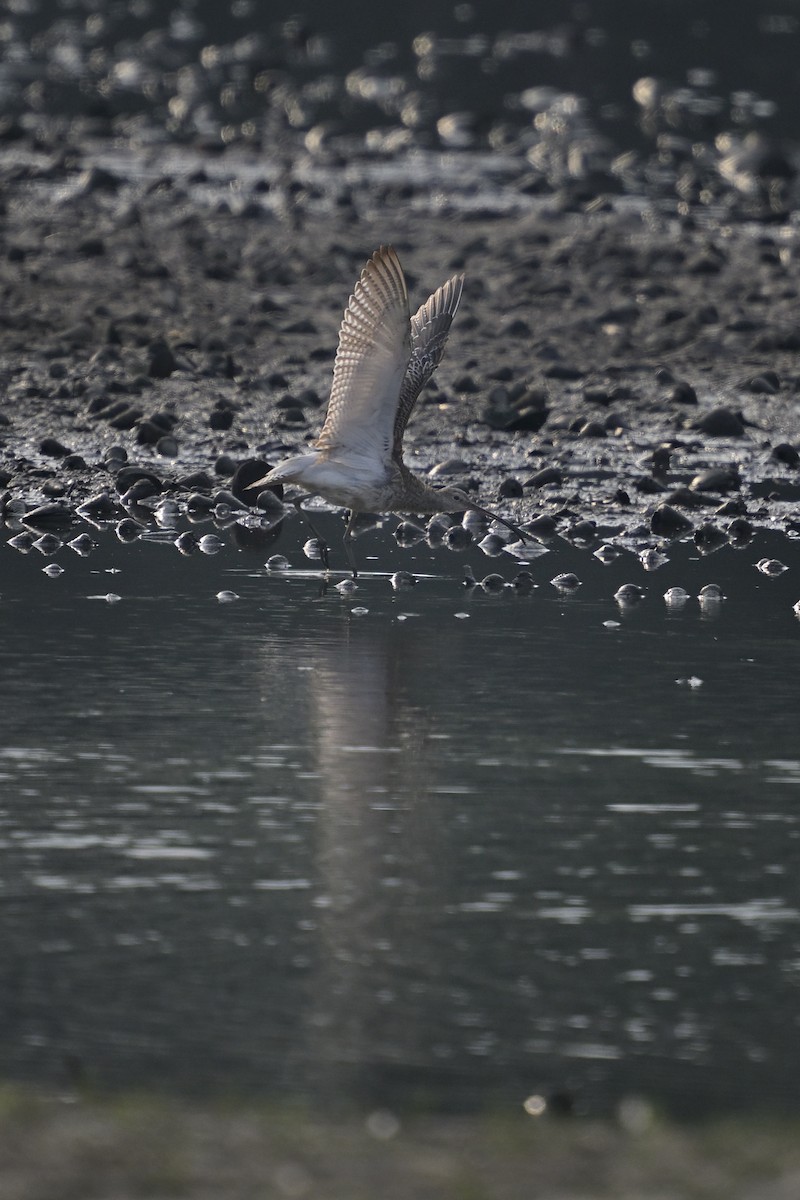 Eurasian Curlew - ML644458364