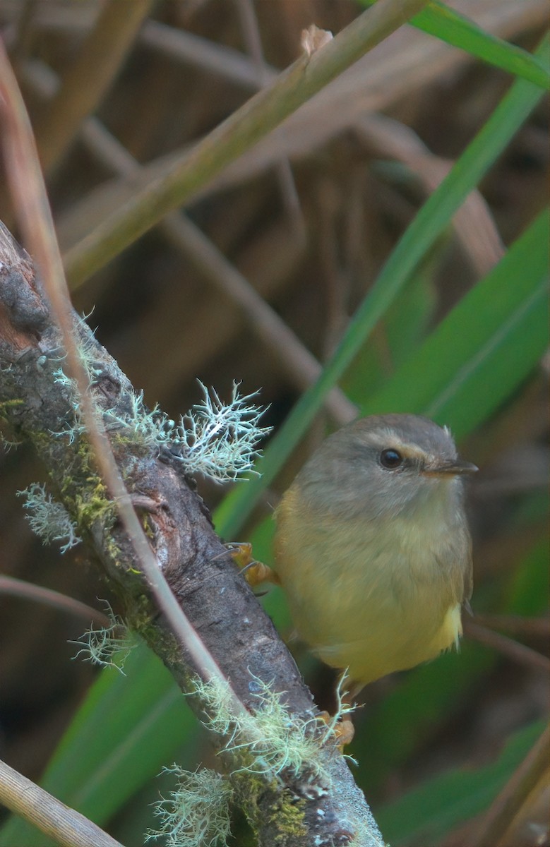 Yellowish-bellied Bush Warbler - ML644458380