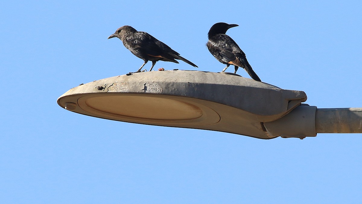 Tristram's Starling - ML644458381