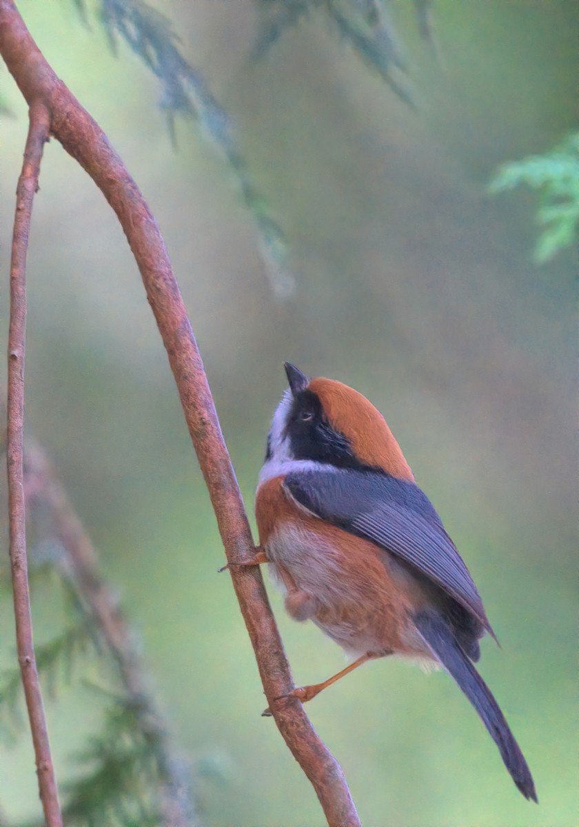 Black-throated Tit - ML644458393