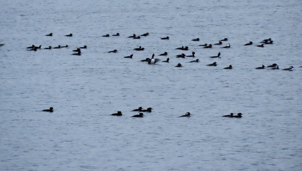 Hooded Merganser - ML644458402