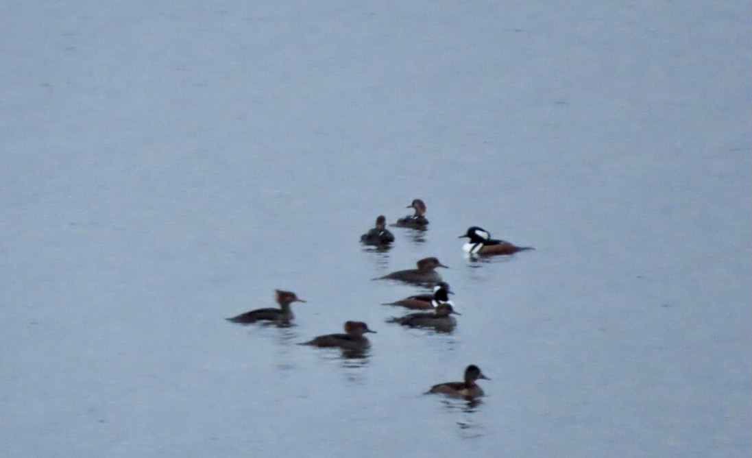 Hooded Merganser - ML644458403
