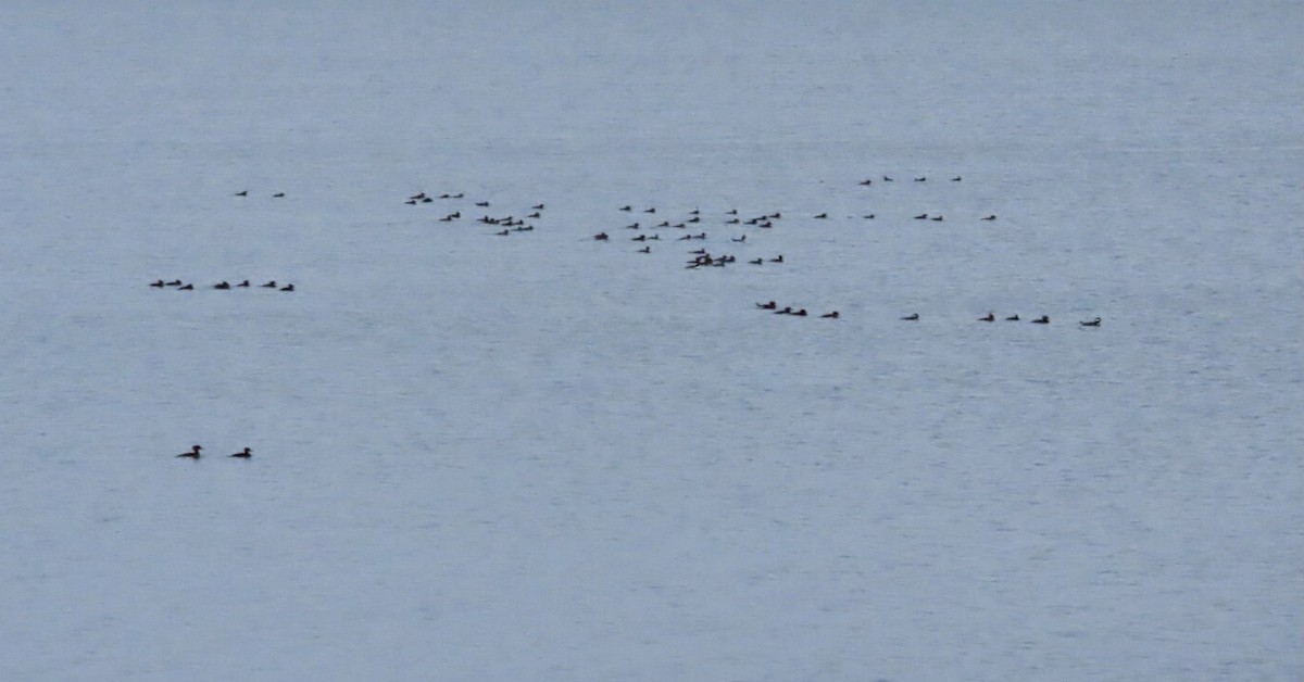 Hooded Merganser - ML644458404