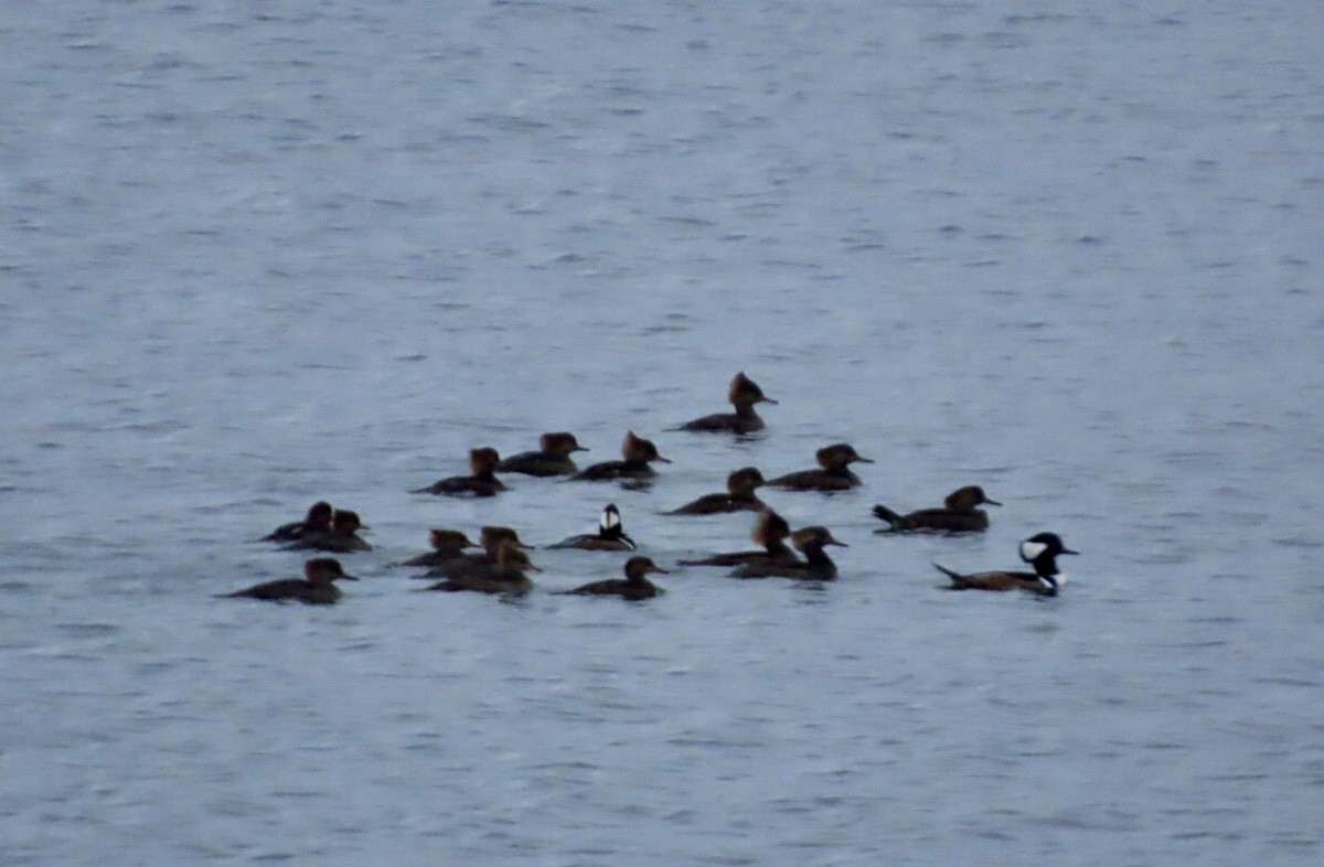 Hooded Merganser - ML644458405