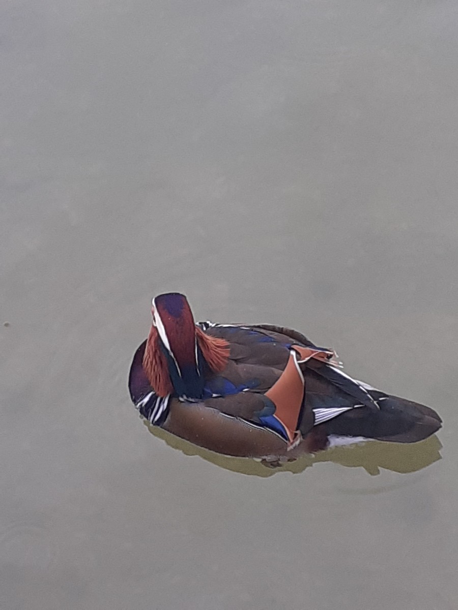 Mandarin Ördeği - ML644458406