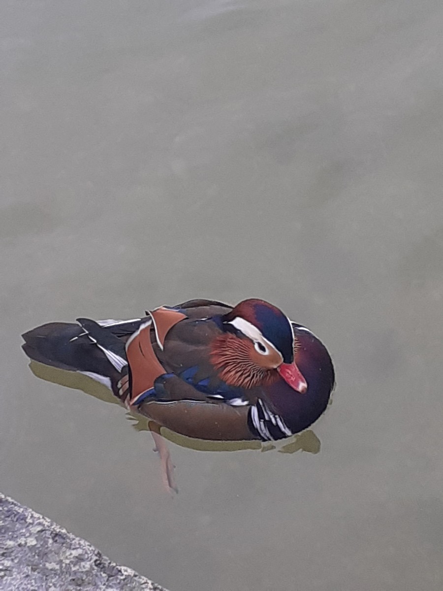 Mandarin Ördeği - ML644458408