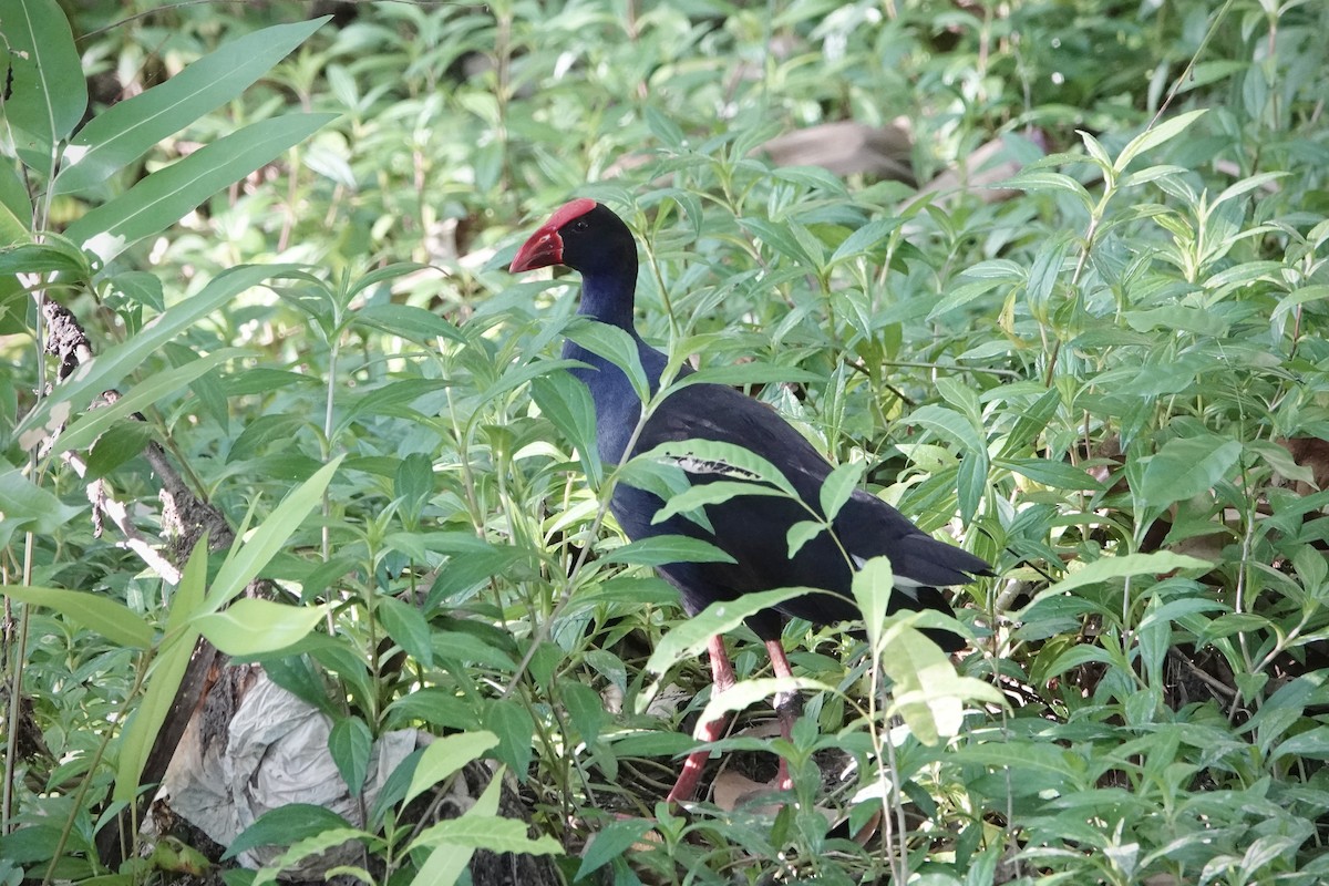 Australasian Swamphen - ML644458441