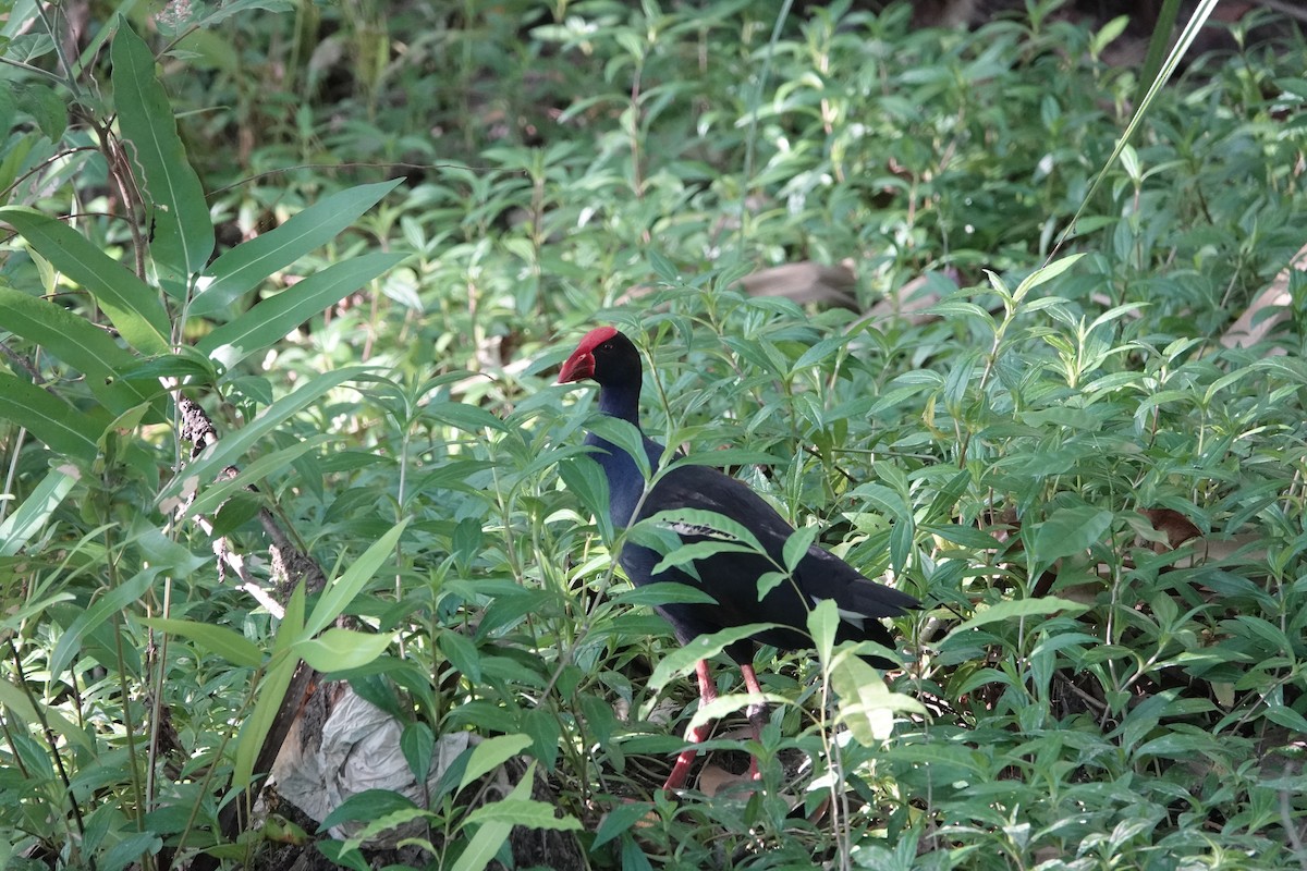 Australasian Swamphen - ML644458442