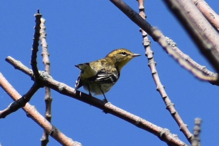Paruline à gorge orangée - ML644458451