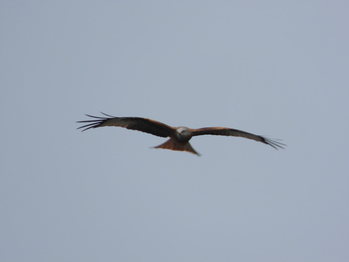Red Kite - ML644458474
