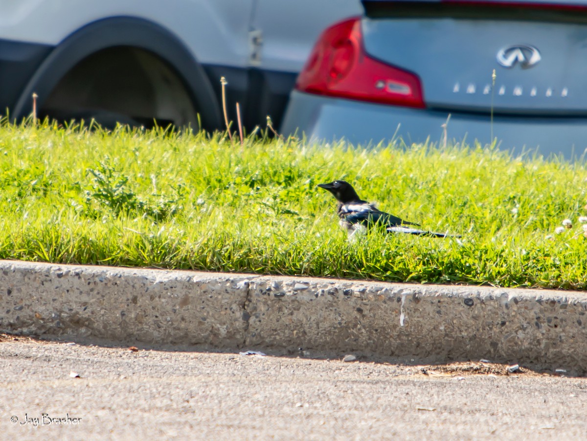 アメリカカササギ - ML644458476